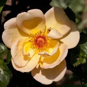 Maigold Climbing Rose (Rosa Maigold) 1